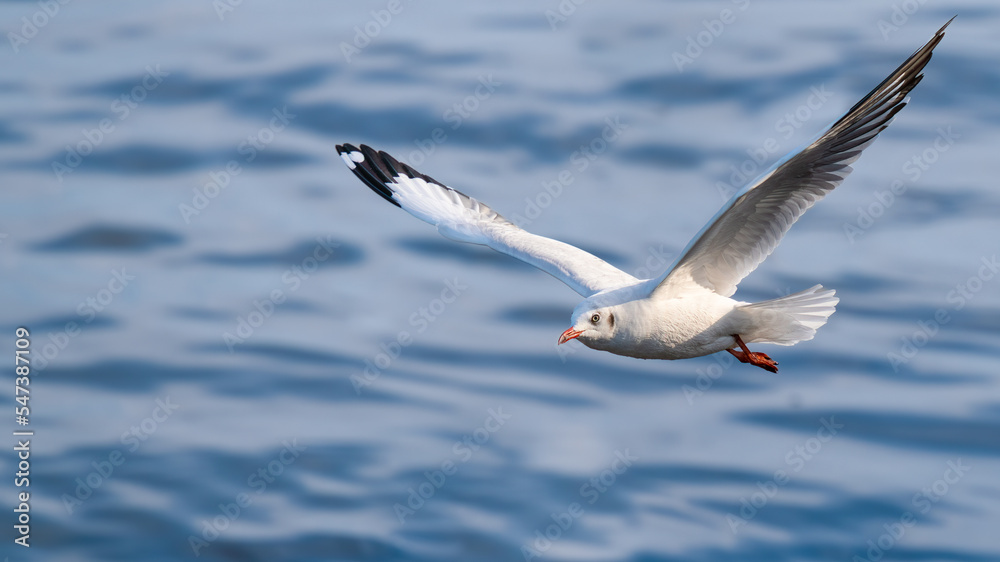 Fototapeta premium A seagull in flight with the background of sea water