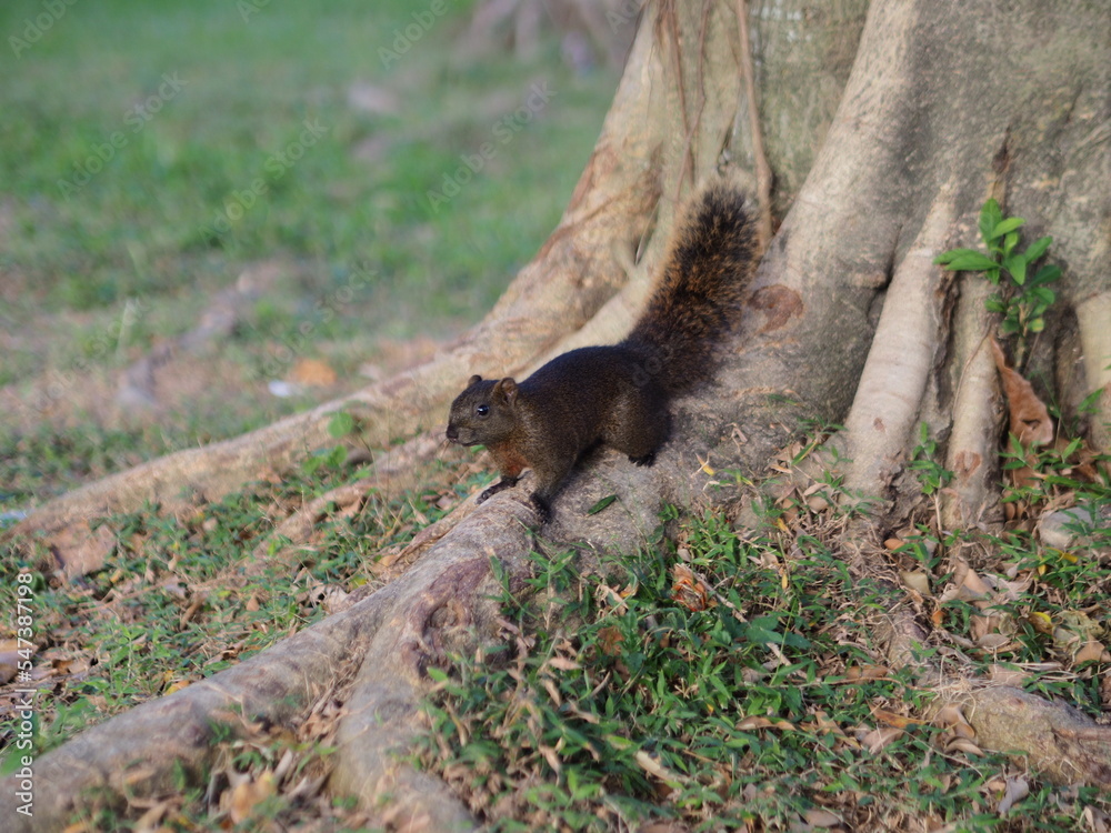 a dark brown squirrel on the root in Daan Forest Park, Taipei, Taiwan. a dark brown squirrel on the root in Daan Forest Park, Taipei, Taiwan.