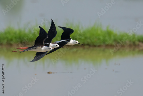 Three Black-winged Stilts flying above waterly pre-harvest rice field photo