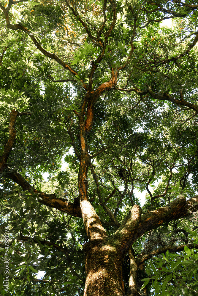 Fototapeta premium trees in the forest