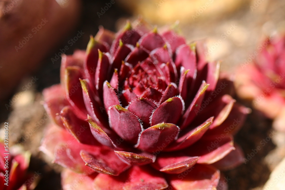 rojnik Granat sempervivum