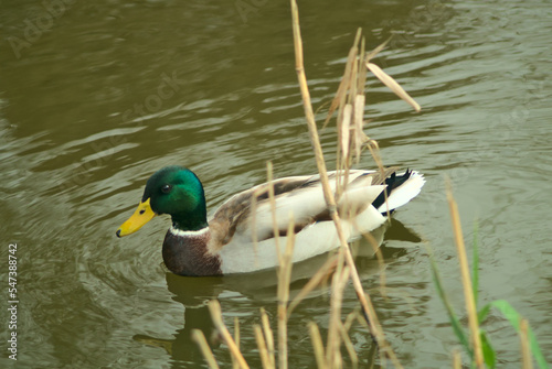 Duck swimming in the river on an autumn day.