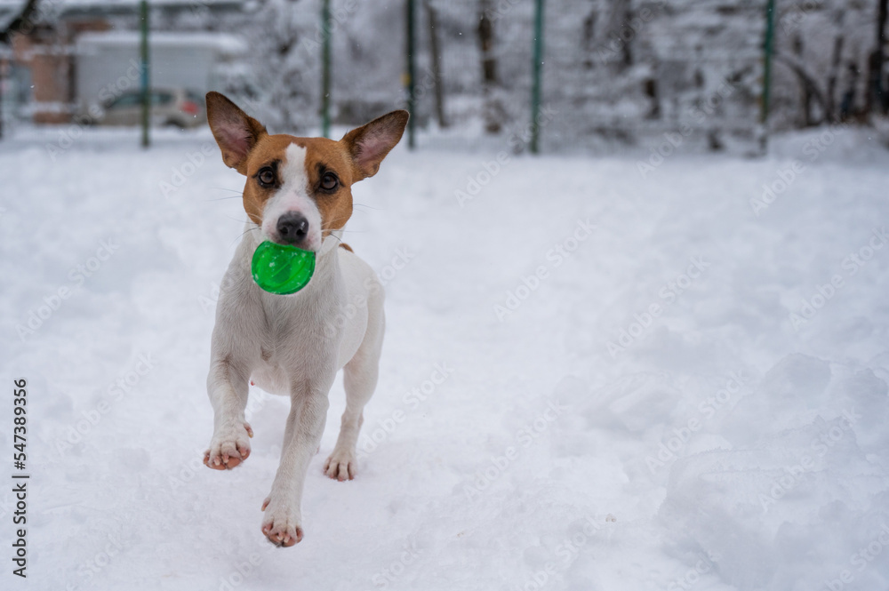 Jack Russell Terrier dog playing ball in the snow. Jack Russell Terrier dog playing ball in the snow.