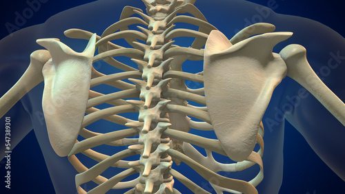 Skeletal human spine and vertebral column or intervertebral discs