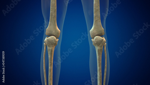 Human knee joint medical background