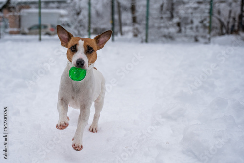 Jack Russell Terrier dog playing ball in the snow. 