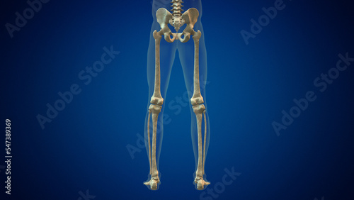 Human leg bones anatomy medical background