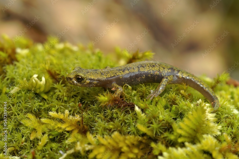 Closeup on green endangered juvenile limestone salamander, Hydromantes brunus sitting on green moss