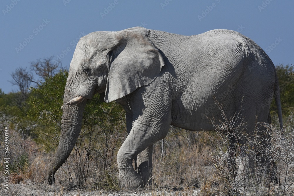 Elefantenbulle (loxodonta africana) im Etoscha Nationalpark in Namibia. 