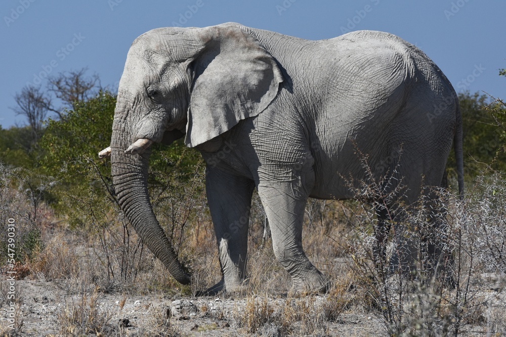 Elefantenbulle (loxodonta africana) im Etoscha Nationalpark in Namibia. 