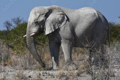 Elefantenbulle  loxodonta africana  im Etoscha Nationalpark in Namibia. 