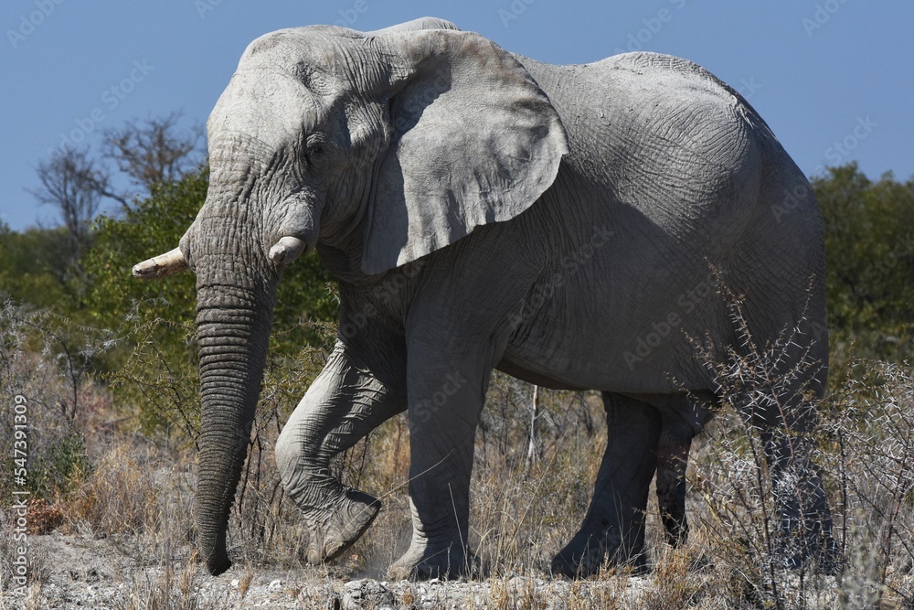 Fototapeta premium Elefantenbulle (loxodonta africana) im Etoscha Nationalpark in Namibia. 