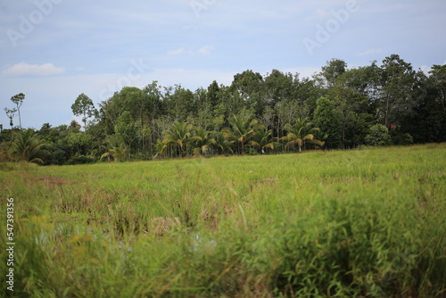 rice field in the morning