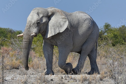 Elefantenbulle  loxodonta africana  im Etoscha Nationalpark in Namibia. 