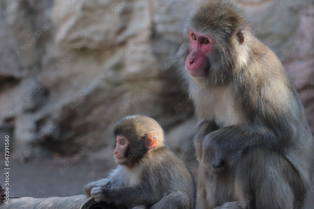 Naklejka premium サル