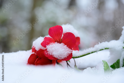First snow on flowers and trees in winter nature