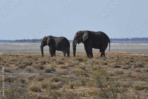 Elefanten  loxodonta africana  vor der Salzpfanne im Etosche Nationalpark in Namibia. 