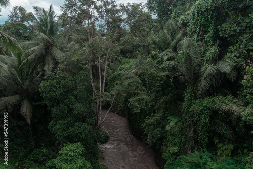 Palm trees and mountain landscape  tropical nature photo.