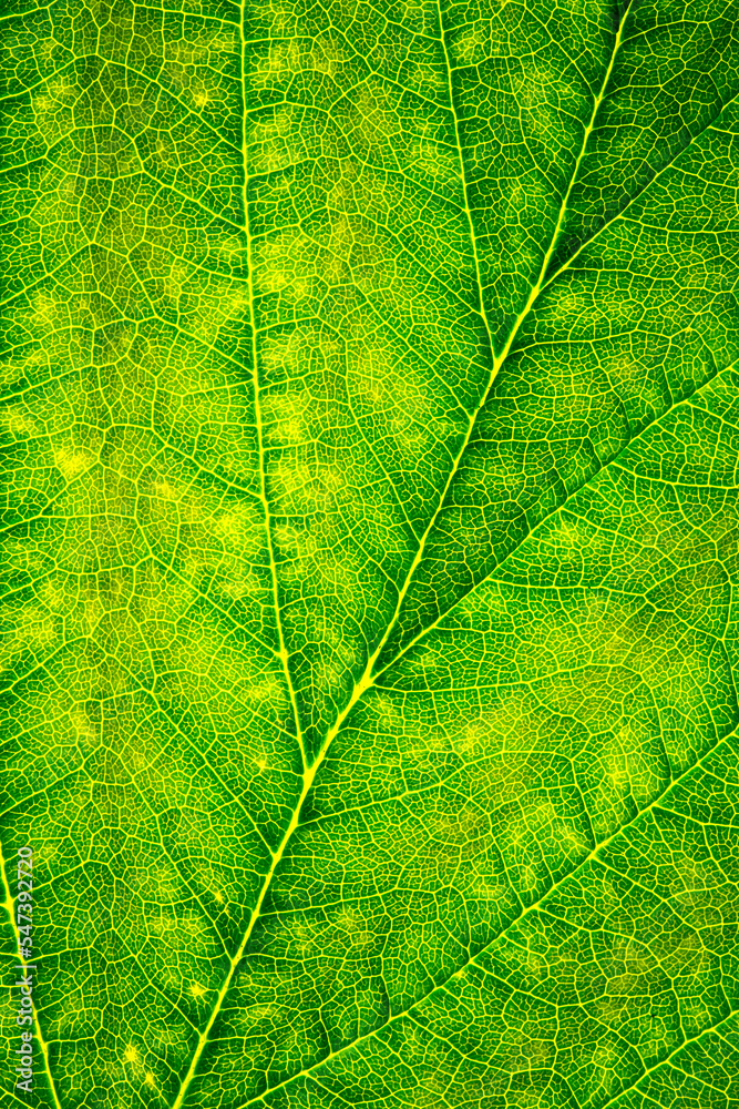 Obraz premium green leaf texture 