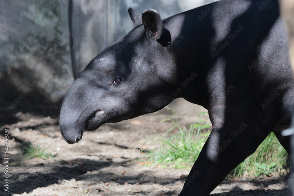 Fototapeta premium バク