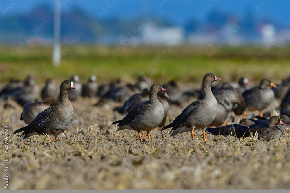北国からの冬の渡り鳥、珍しいガンのカリガネ 北国からの冬の渡り鳥、珍しいガンのカリガネ