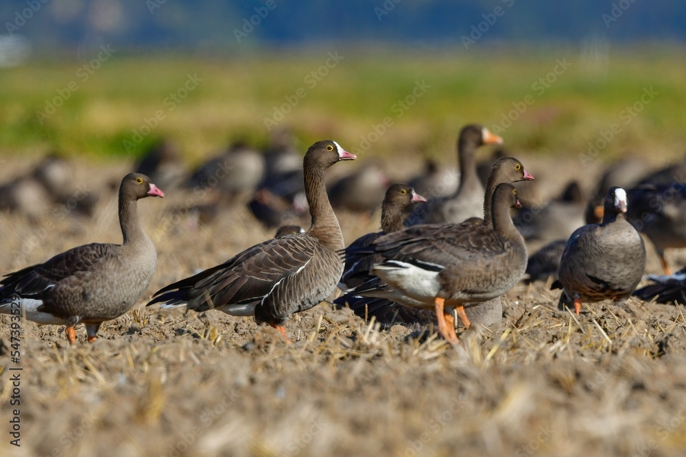 北国からの冬の渡り鳥、珍しいガンのカリガネ 北国からの冬の渡り鳥、珍しいガンのカリガネ