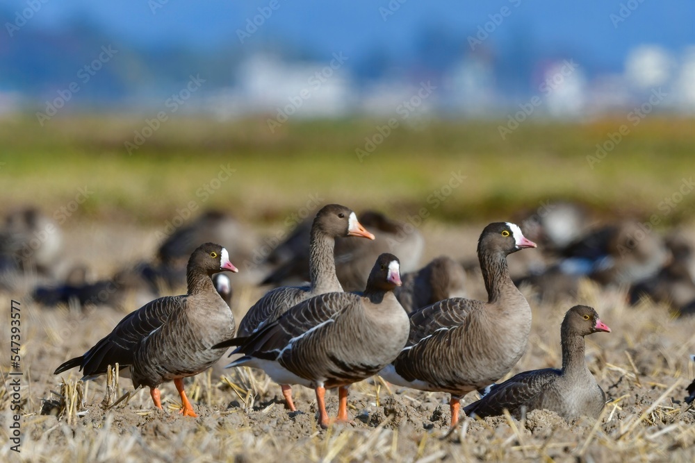 北国からの冬の渡り鳥、珍しいガンのカリガネ