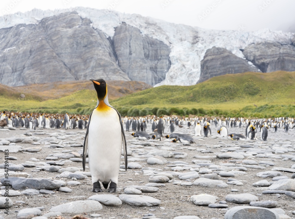 Obraz premium Königspinguin - (APTENODYTES PATAGONICUS) Kolonie Gold Harbour - landschaftlich reizvolle Bucht auf Südgeorgien