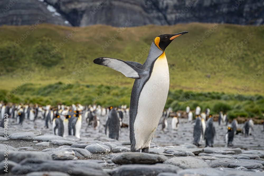 Fototapeta premium erste Flugversuche eines Königspinguin - (APTENODYTES PATAGONICUS) Königs-Pinguin Kolonie-Gold Harbour - landschaftlich reizvolle Bucht auf Südgeorgien