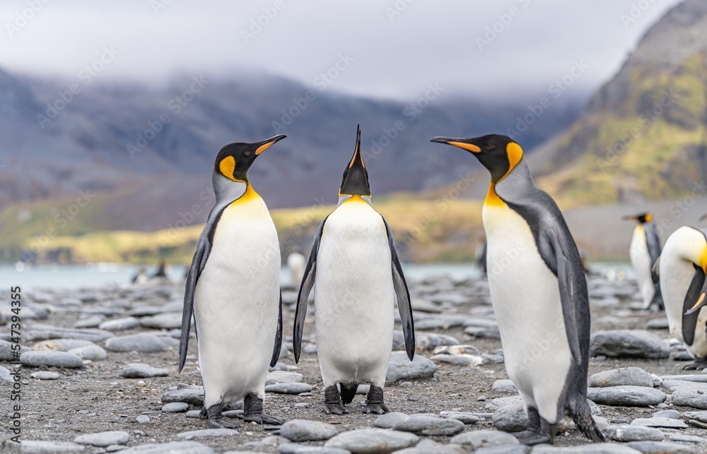 Obraz premium 3 separierte Königspinguine (APTENODYTES PATAGONICUS) auf Süd Georgien in Ihrer natürlichen Umgebung