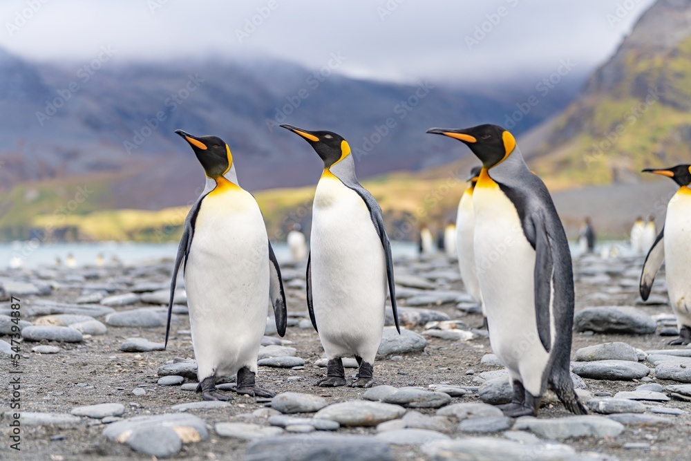 Fototapeta premium Königspinguin - (APTENODYTES PATAGONICUS) Kolonie Gold Harbour - landschaftlich reizvolle Bucht auf Südgeorgien