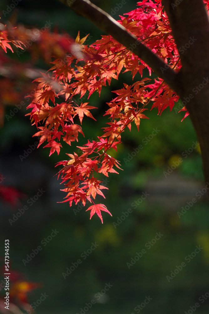 東京ミッドタウンの燃えるような紅葉 東京ミッドタウンの燃えるような紅葉