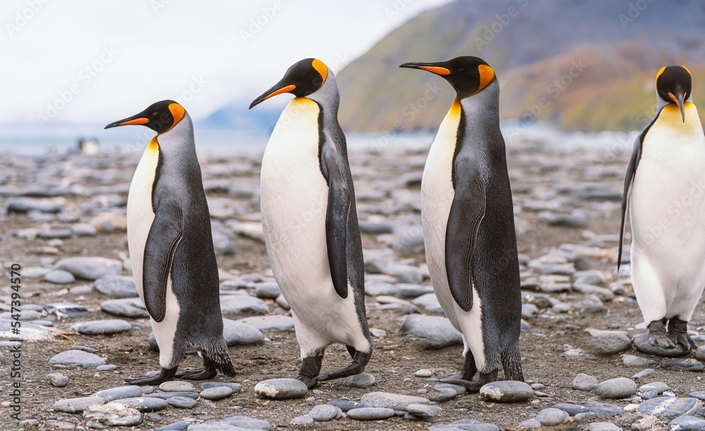 Fototapeta premium 3 separierte Königspinguine (APTENODYTES PATAGONICUS) auf Süd Georgien in Ihrer natürlichen Umgebung