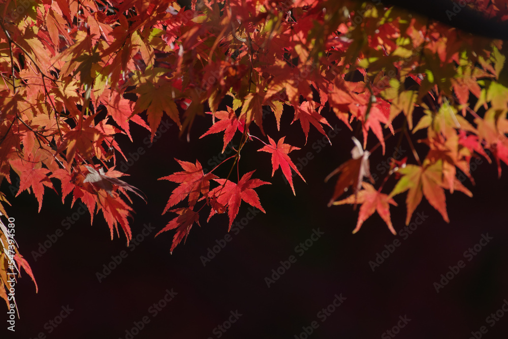 東京ミッドタウンの燃えるような紅葉 東京ミッドタウンの燃えるような紅葉
