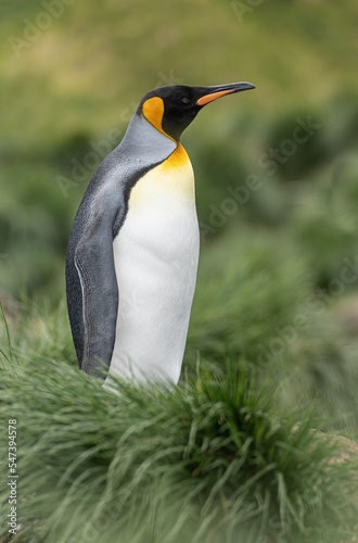 einzelner K  nigspinguin K  nigspinguin  APTENODYTES PATAGONICUS  in S  dgeorgien posiert  vor gr  nem Tussock Gras - Hintergrund