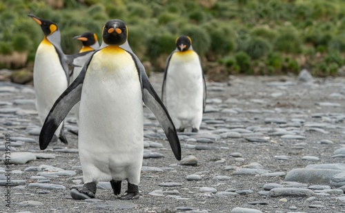 K  nigspinguin -   APTENODYTES PATAGONICUS  Kolonie Gold Harbour - landschaftlich reizvolle Bucht auf S  dgeorgien