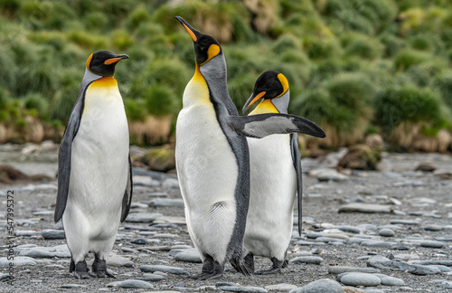 3 separierte K  nigspinguine  APTENODYTES PATAGONICUS  auf S  d Georgien in Ihrer nat  rlichen Umgebung