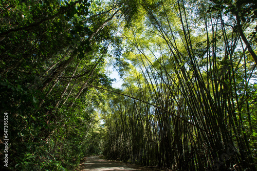 Bamboo forest. Tall trees. Green. Green foliage. Wood. Green sky. Asian atmosphere.