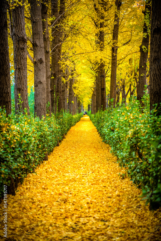 path in the park