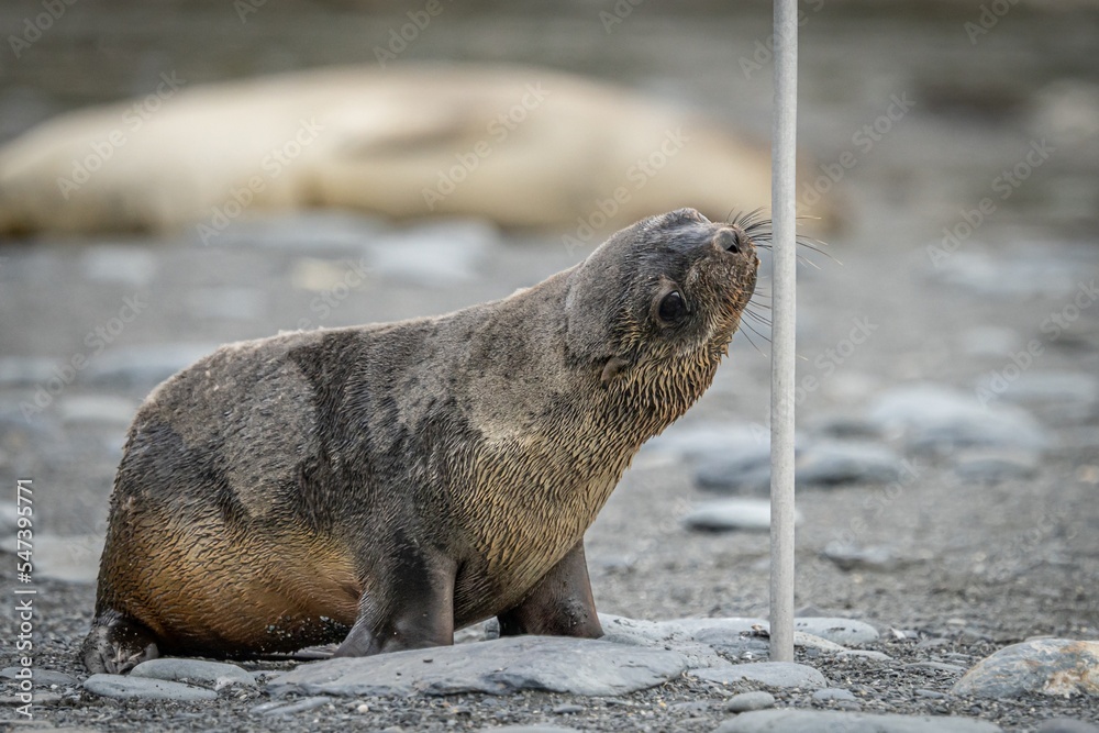 Fototapeta premium junger antarktischer Seebär / antarktische Pelzrobbe (Arctocephalus gazella) in Südgeorgien in seiner natürlichen Umgebung