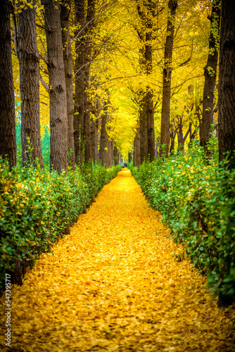 Obraz na płótnie path in the park w salonie
