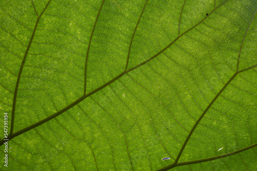 the beauty of leaf fiber texture