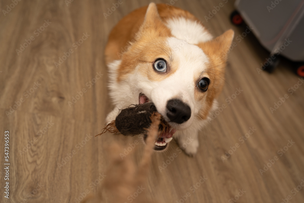 The dog bites a rope toy. The dog bites a rope toy.