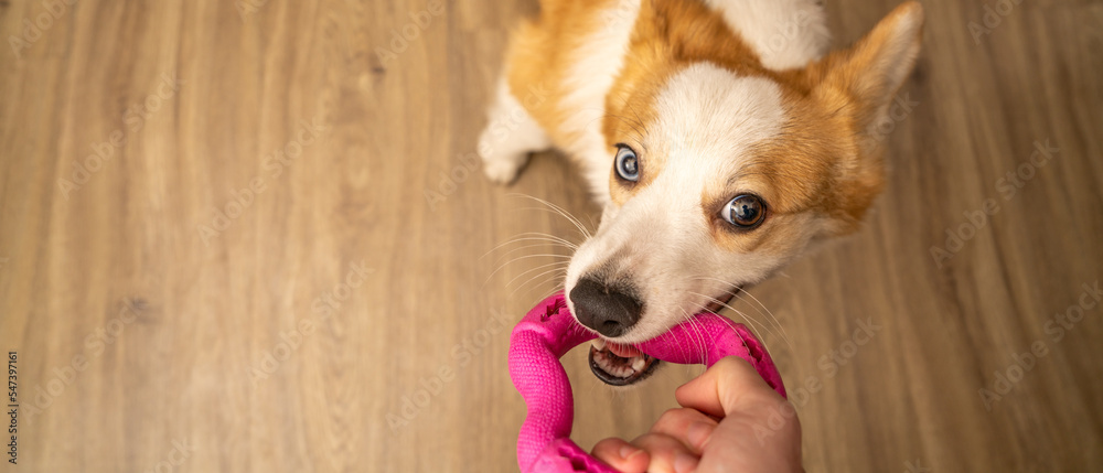 A game of tug with the owner. Dog with a toy. A game of tug with the owner. Dog with a toy.