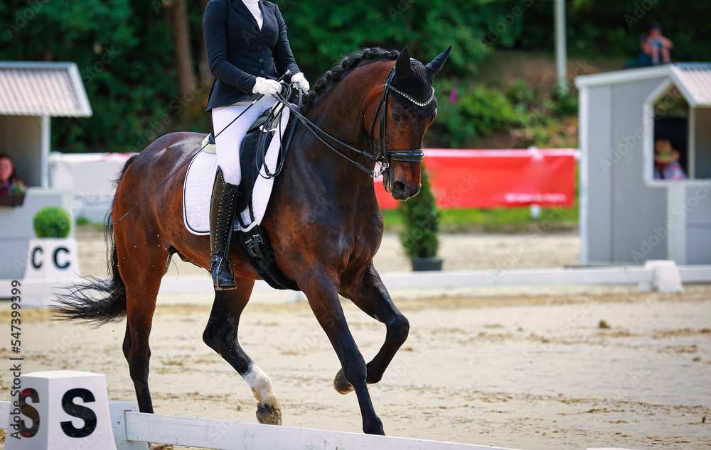 Horse galloping at a tournament during the dressage test, the judges are out of focus in the background.. Horse galloping at a tournament during the dressage test, the judges are out of focus in the background..