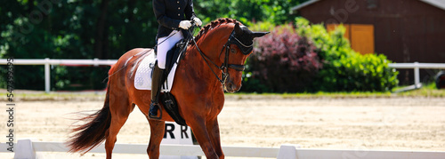 Horse dressage horse closeup from oblique front in trot.with rider in the tournament test.