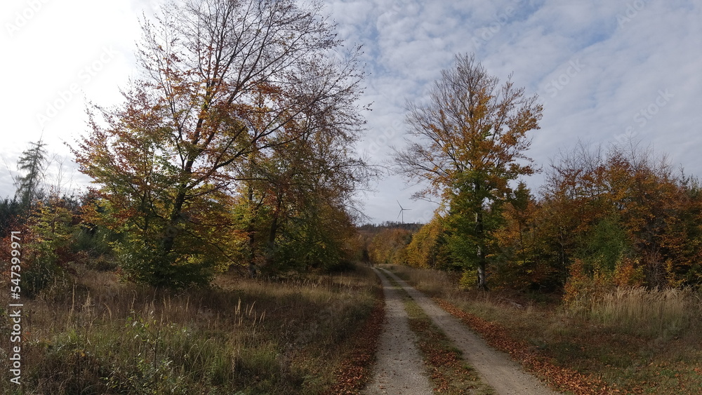 Straße-Natur-Park-Bäume-Sonne Straße-Natur-Park-Bäume-Sonne