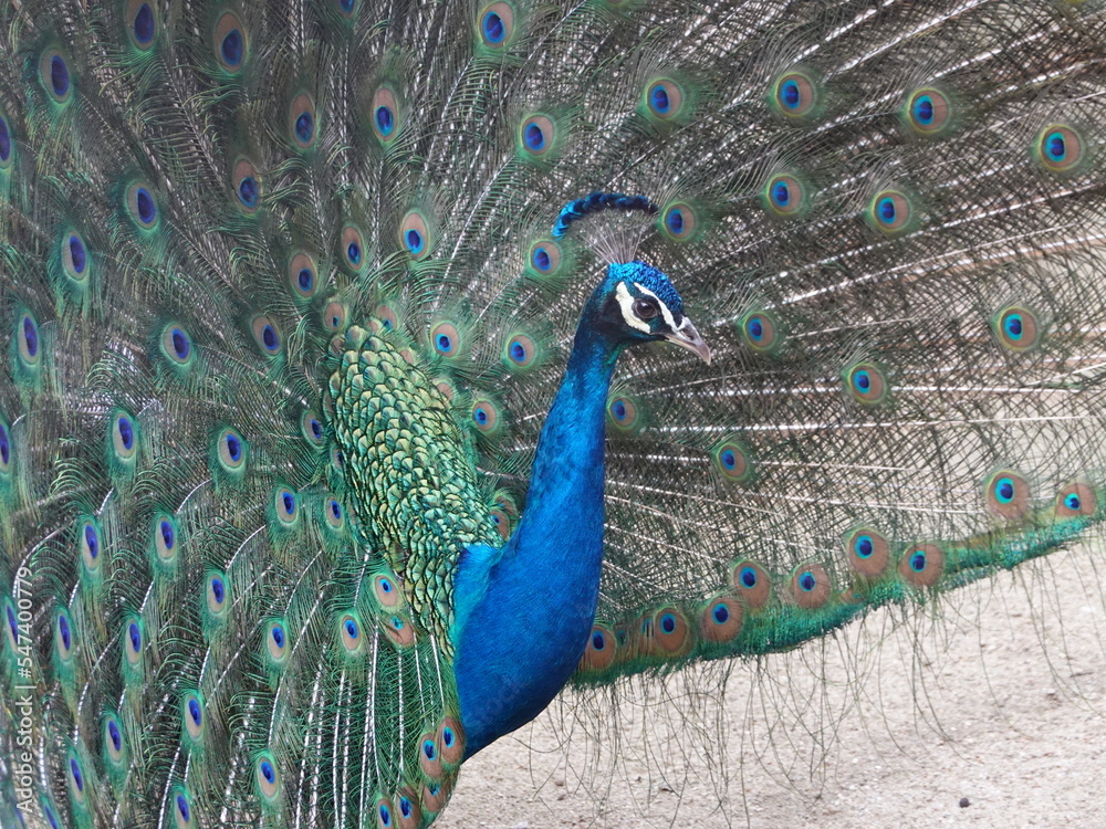 Obraz premium PAVO REAL