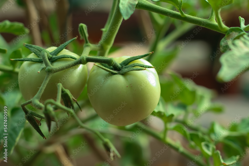 fruit on the green tomato plant, and green leaf's in a home garden fruit on the green tomato plant, and green leaf's in a home garden