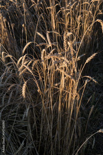 wheat field before harvest in the rays of the setting sun